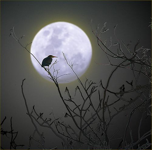 Sajak-sajak Kartika Catur Pelita